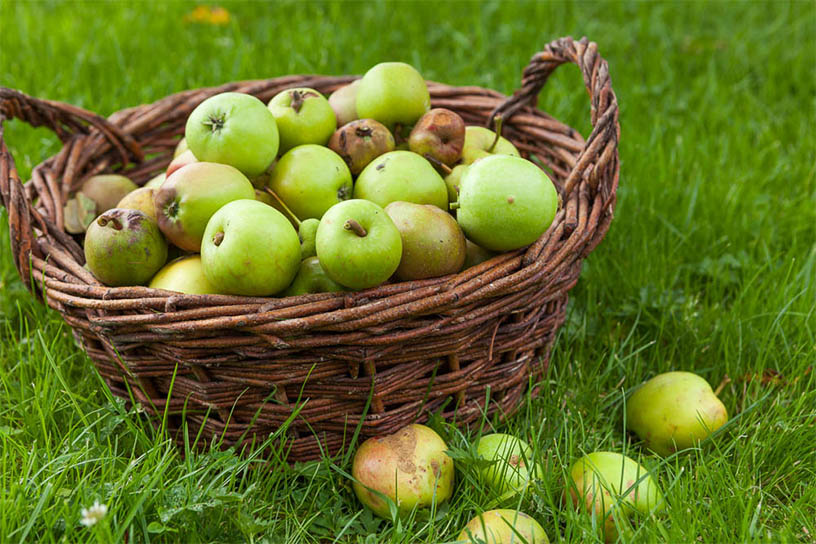 Appelmoes uit eigen tuin